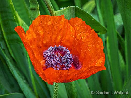 Wet Poppy Flower_P1130513.jpg - Photographed at Smiths Falls, Ontario, Canada.